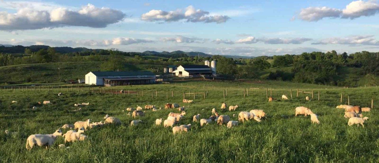 Virginia Tech Southwest AREC Sheep Field Day & Ram Sale