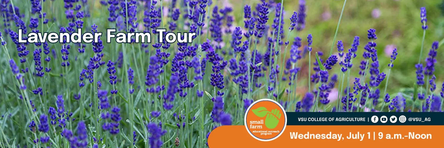 Lavender Farm Tour