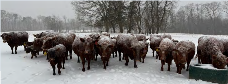 Ruminant Webinar Series: Beef Cattle at VSU
