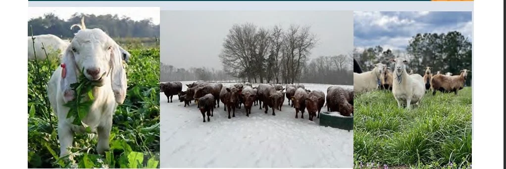 Ruminant Webinar Series: Veterinarian Q&A