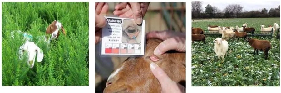 Small Ruminant Webinar Series: Online FAMACHA© Certification