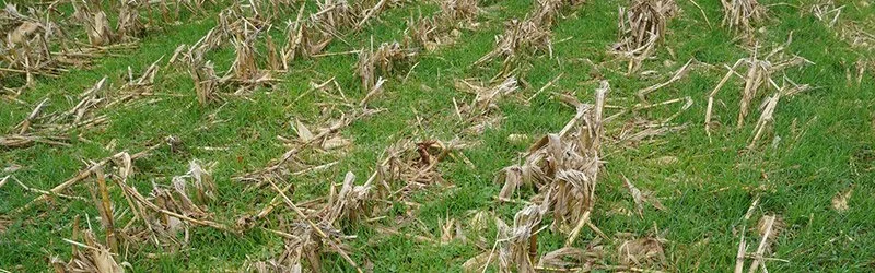 Increasing Soil Health with Cover Crops