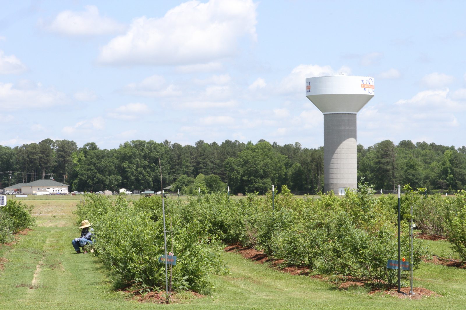 Blueberry rows on a Virginia small farm, with the VSU water tower in the background