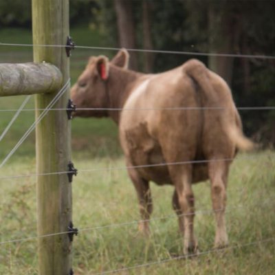 Small Herd? Big Rewards!