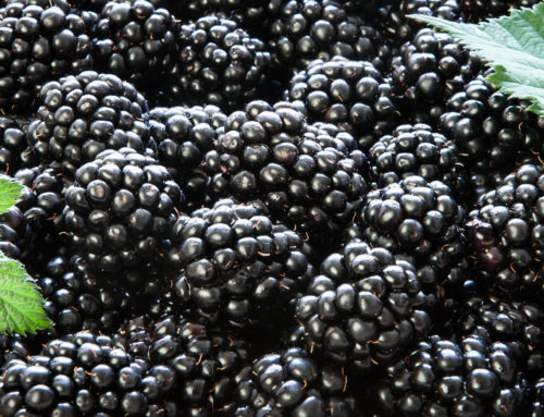 How to Commercially Grow Blackberries