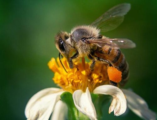 Virginia offering free beehive equipment