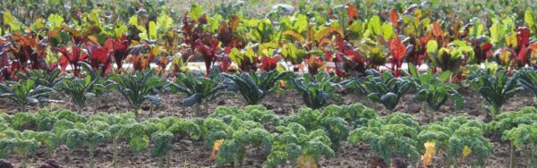 August 16, 12:00-1:30 pm: Introduction to JADAM Farming (Petersburg, VA)