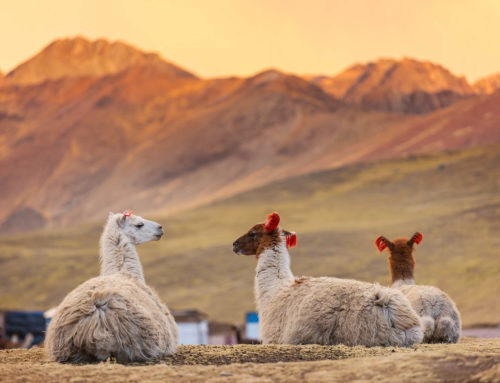 How to Raise Your Own Alpacas on the Homestead