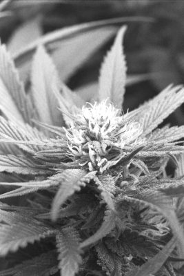 National Hemp Industry Needs Workshop-November 15