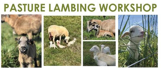 Pasture Lambing Workshop