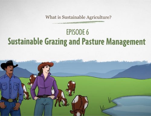 New “Sustainable Grazing and Pasture Management” Video from SARE